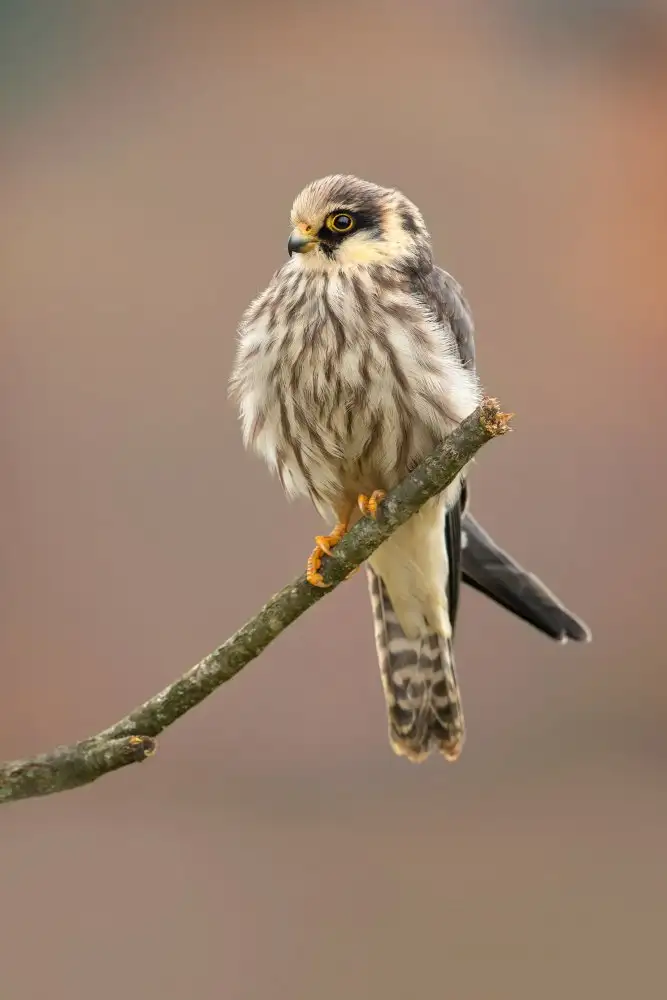 Zygmunt, Milan: Red-footed falcon