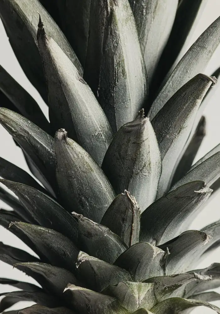 Studio, Pictufy: Ananas aus nächster Nähe