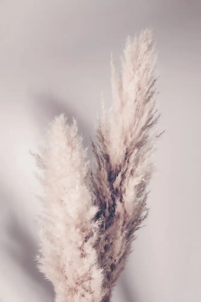 Studio, Pictufy: Pampasgras