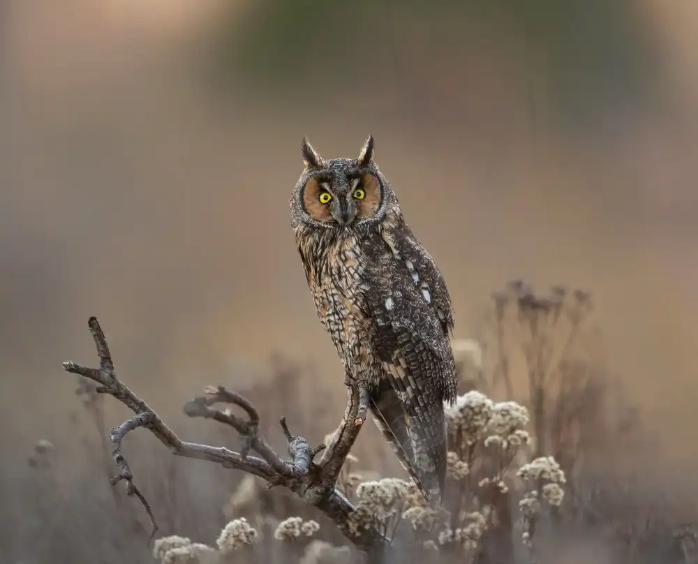 天馬, Feng Chao: Hibou des marais
