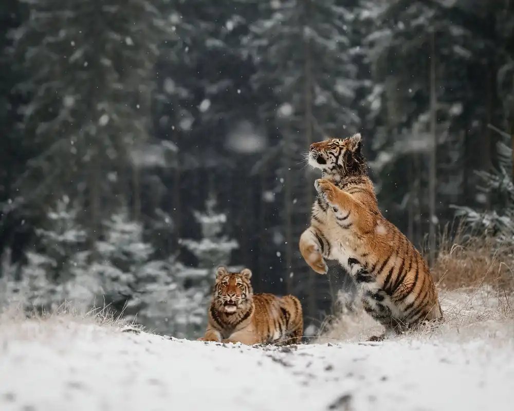 Firešová, Michaela: Es schneit