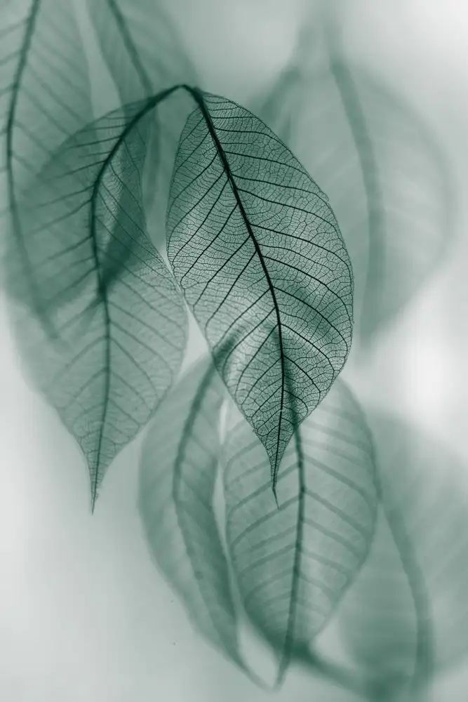 Kowatari, Shihya: Blatt