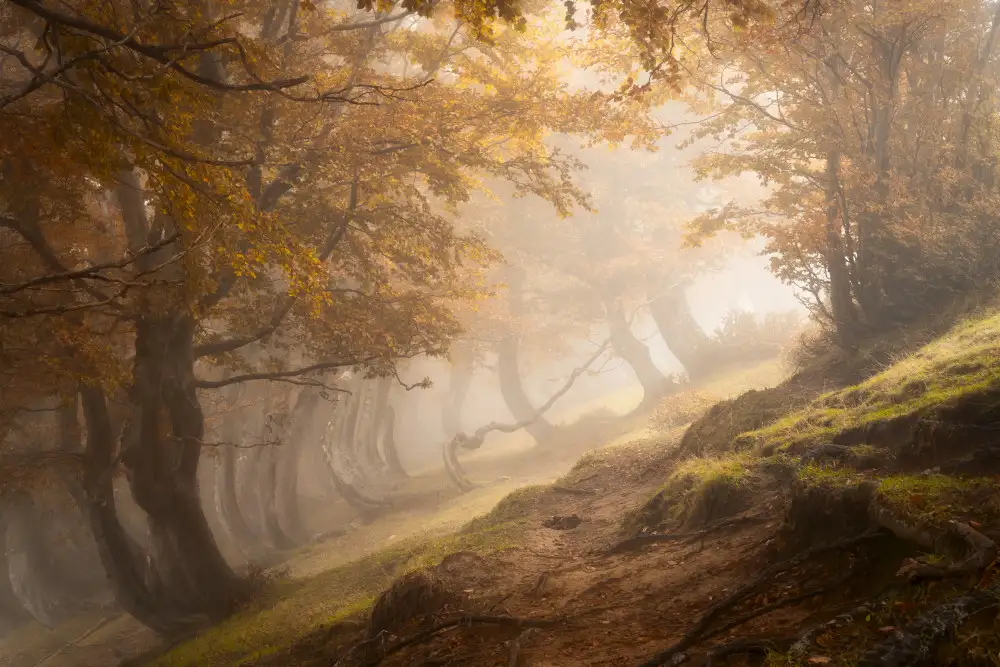 Marchegiani, Roberto: Twisted beeches