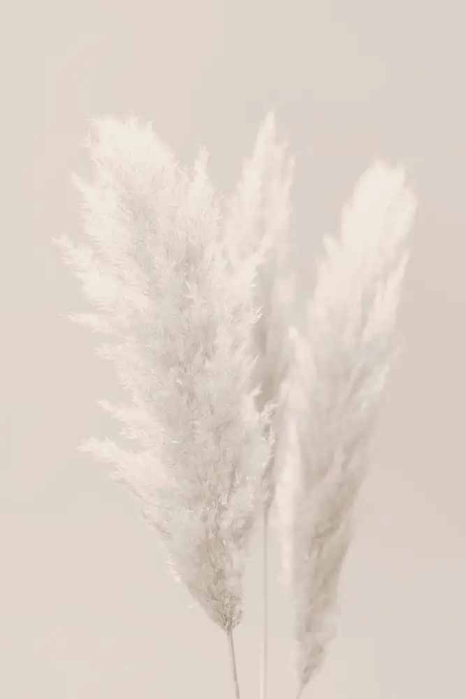 Studio, Pictufy: Herbe de la Pampa_002