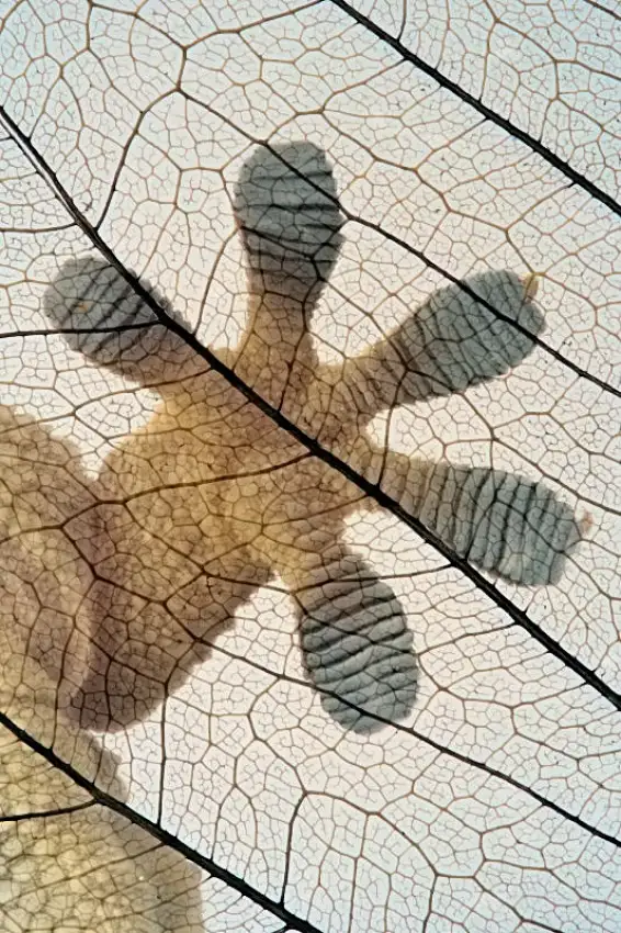 Hoffman, Jimmy: Gecko-paw