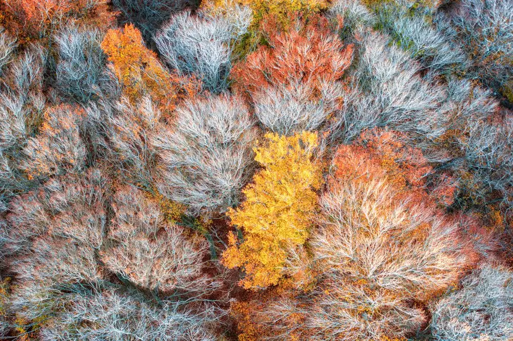 Ruoppolo, Luigi: Autumn branches