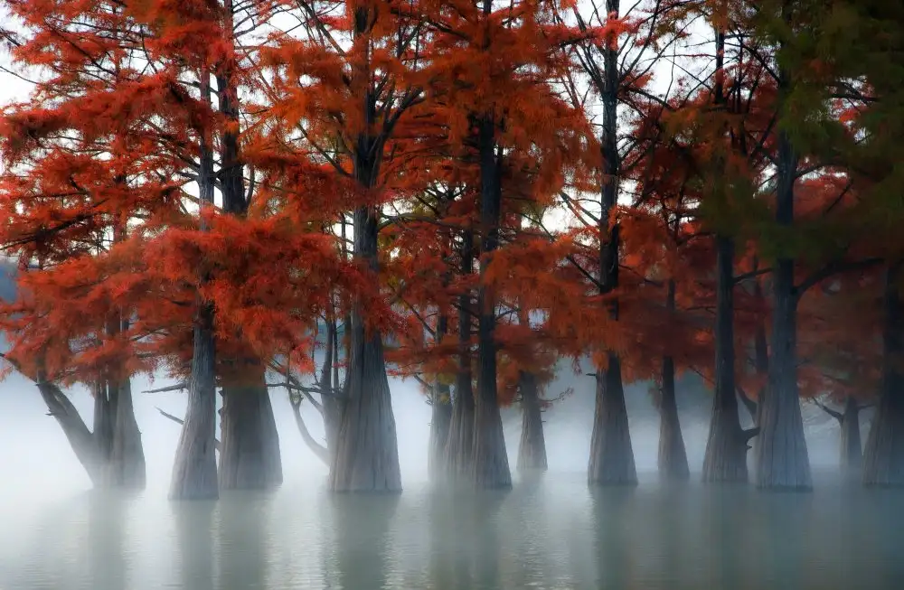 Nesvetaylov, Dmitry: Cypress Trees