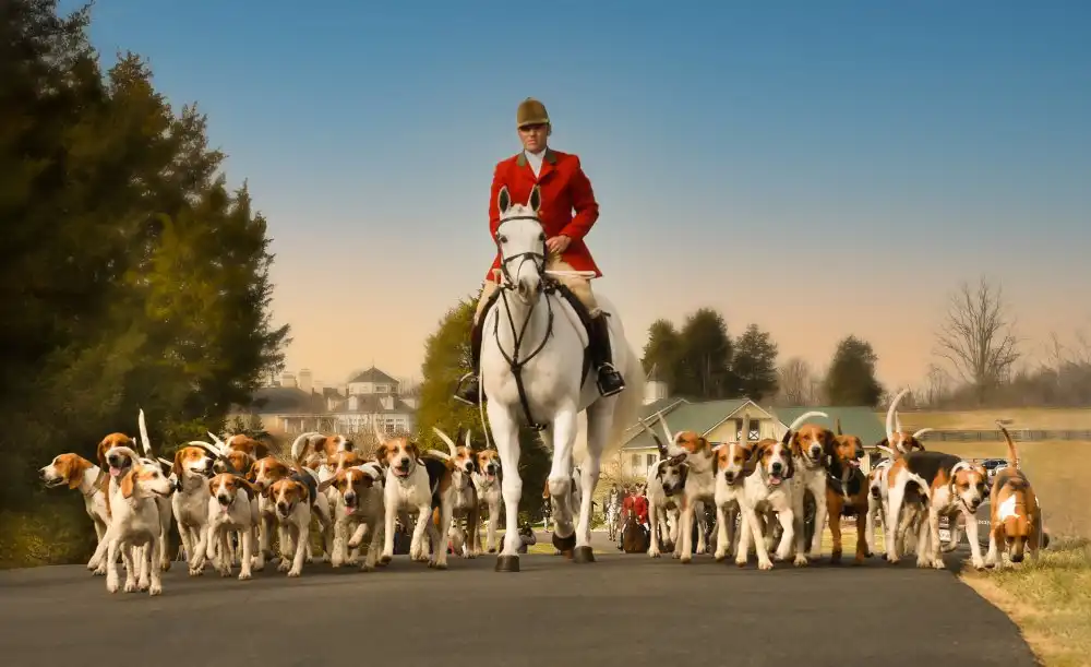 Wei, Rong: Fox Hunt
