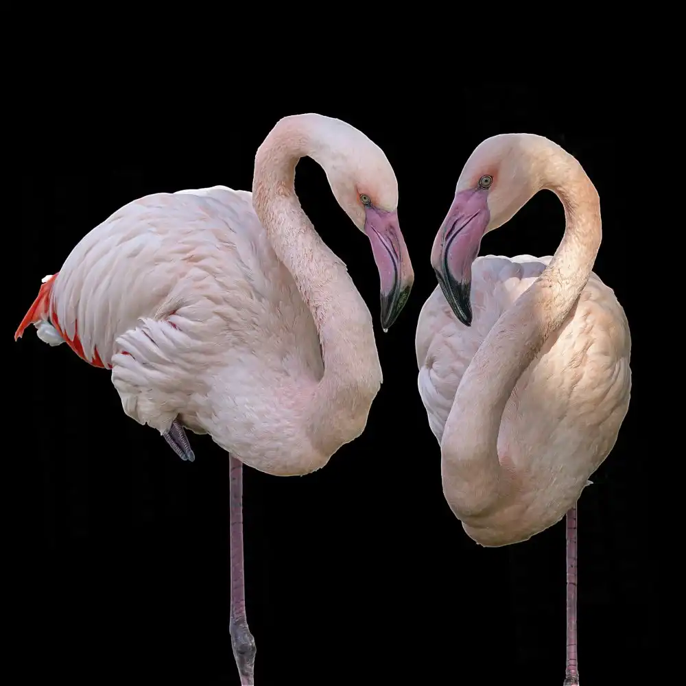 Lichtman, Boris: Elegant duo
