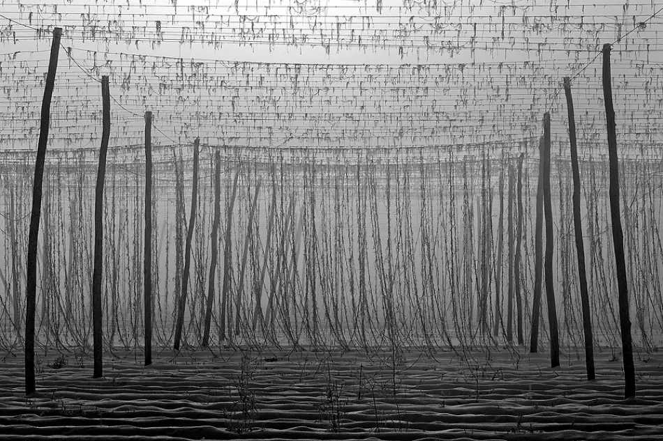 Kravanja, Jure: Morning in lines