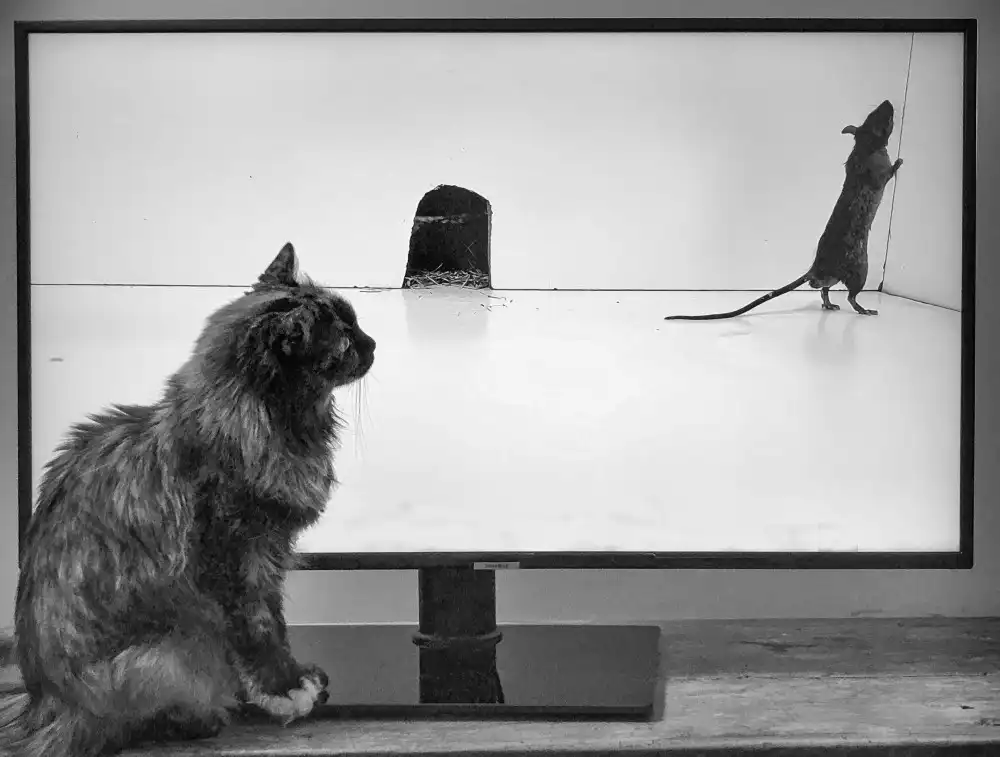 Lyons, Jane: Video su You Tube per gatti