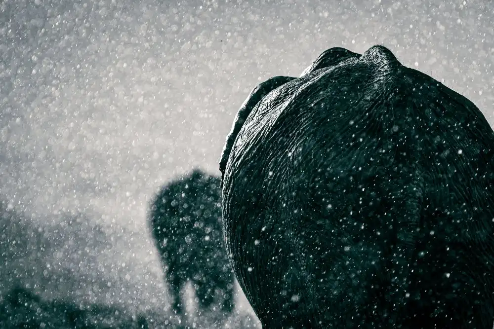 Taylor, Mike: Rainy season