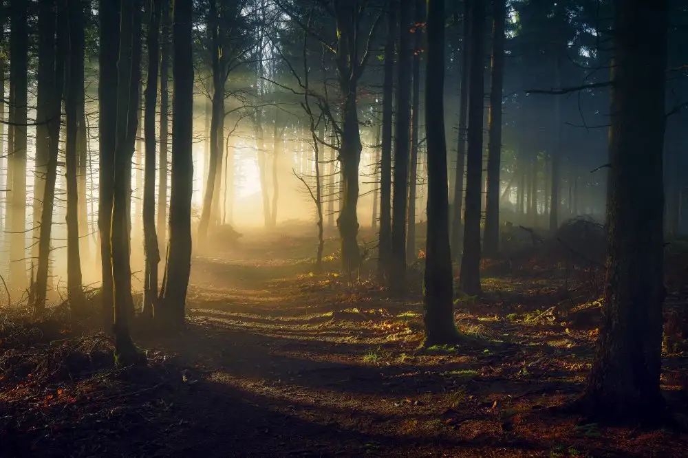Kado, Pawel: The path of light
