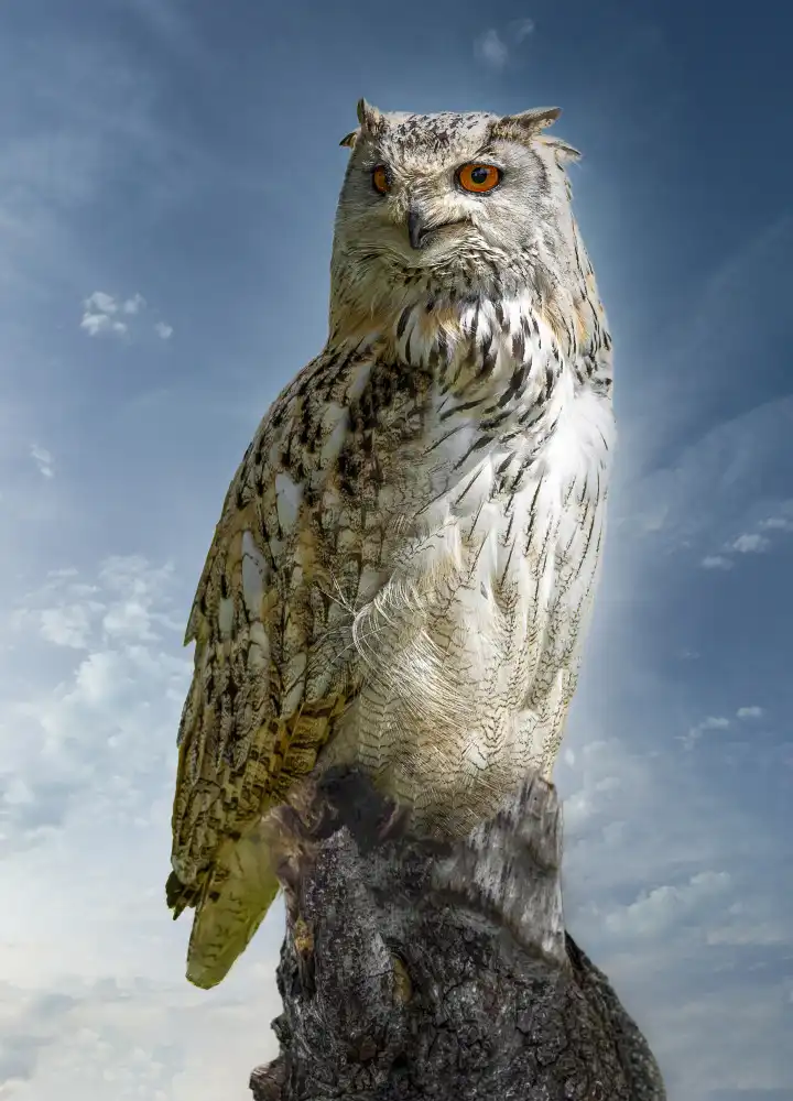 Philippe, Laruelle: The Owl.