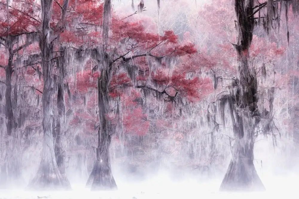 Z, Leechee: Nebel- und Herbstlaub am Caddo Lake