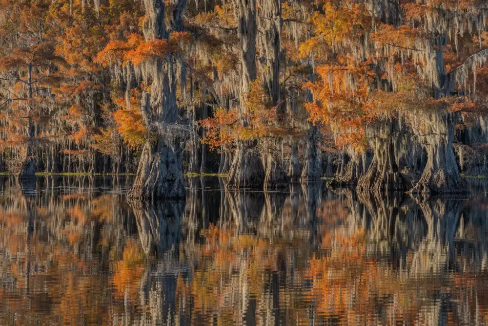 rao, j jenny: Caddo lake 4