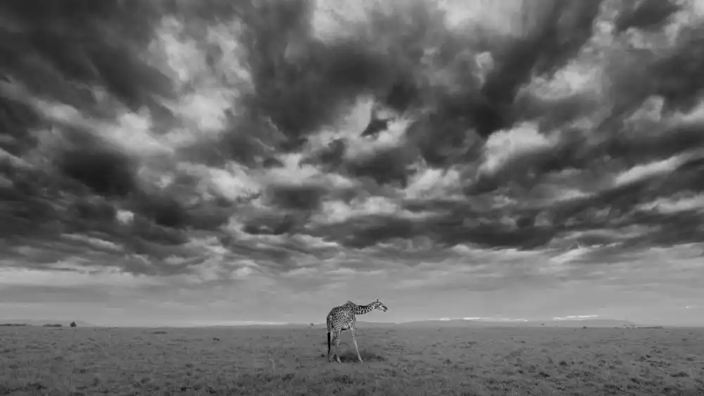 Xu, Sheila: Early Morning at Masai Mara National Reserve
