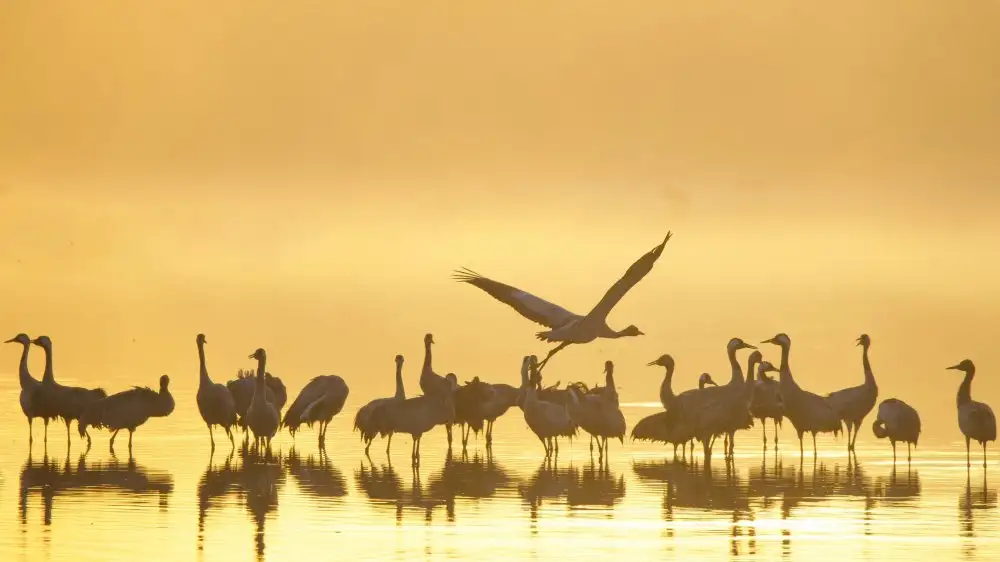 Manusevich, David: Bellezza della natura