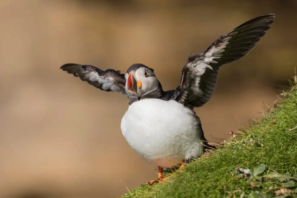 Bolla, Paolo: Puffin