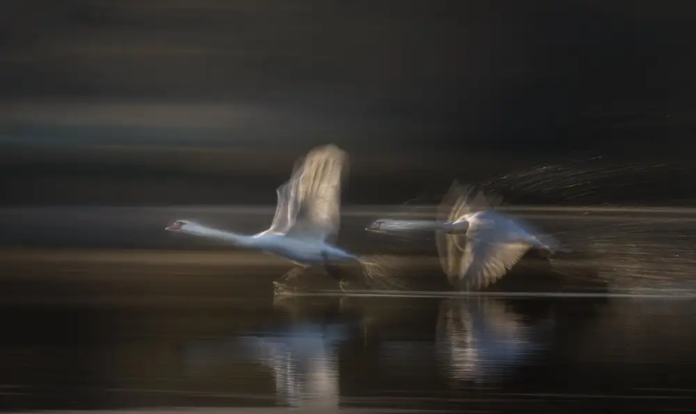 Zhang, Joan: Flying to the light