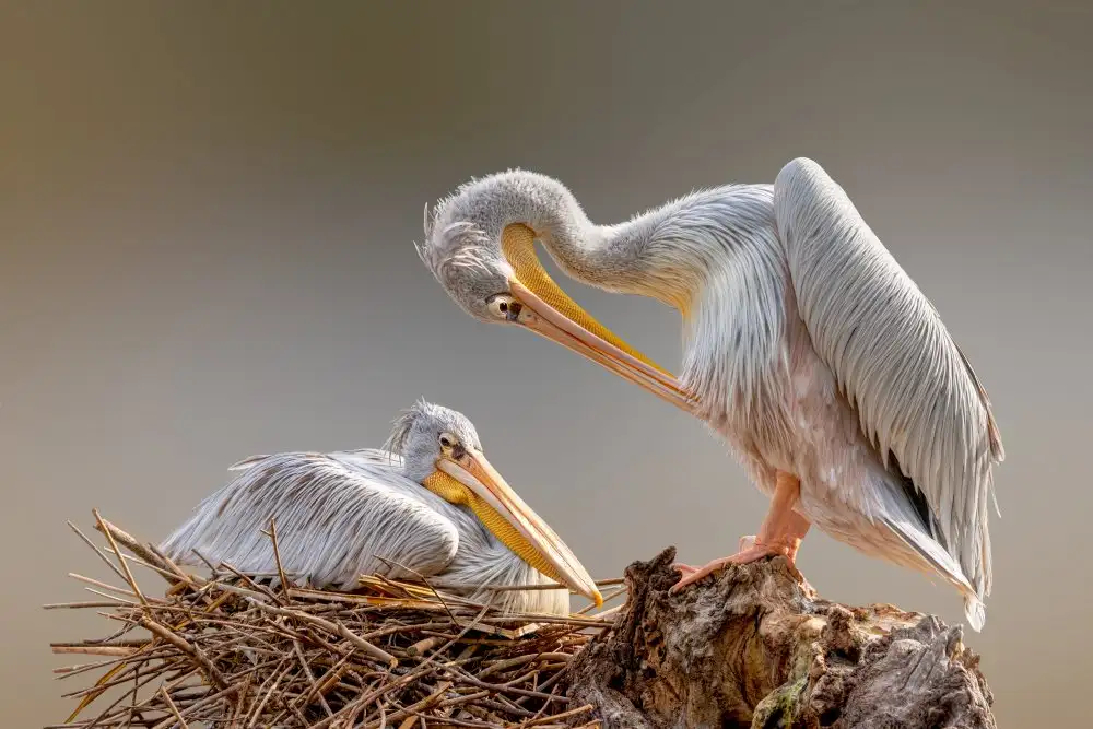 Reames, Richard: Nesting Pelican