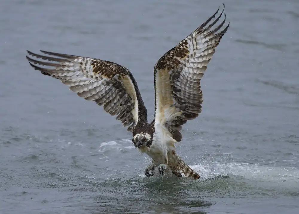 Chen, Johnny: Falco pescatore