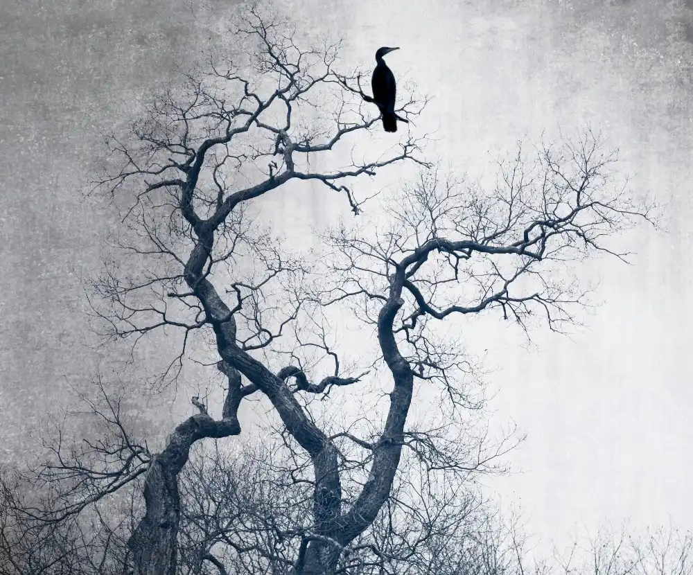 Cseresnjes, Anna: solitario in cima