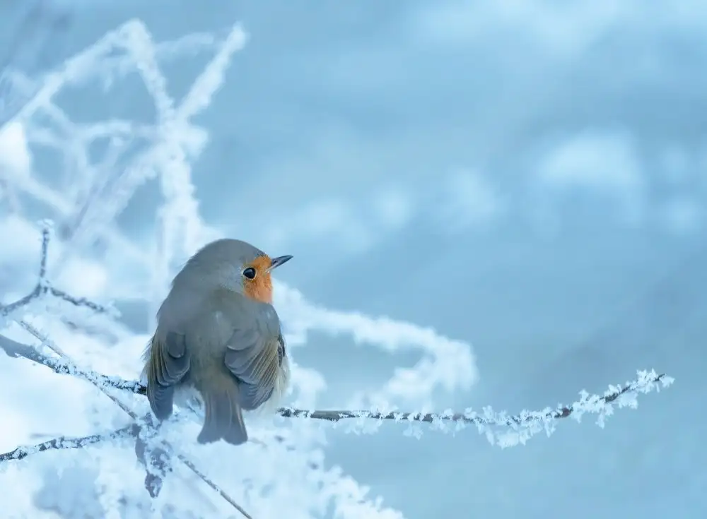 Wallberg, Allan: Robin in una fredda giornata invernale