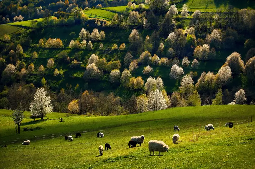 Uhrin, Milan: In a meadow
