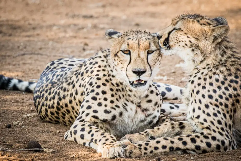 Taylor, Mike: Cheetah love
