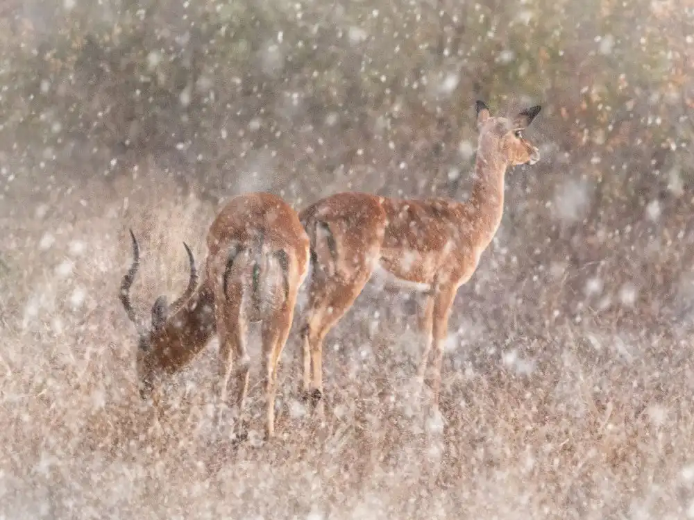 Reza, Nayyer Sayyed: Impalas