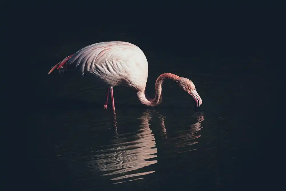 Tagliarino, Marco: Erleuchteter Flamingo
