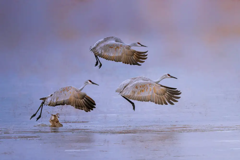 Xu, Leah: flying in rosy light