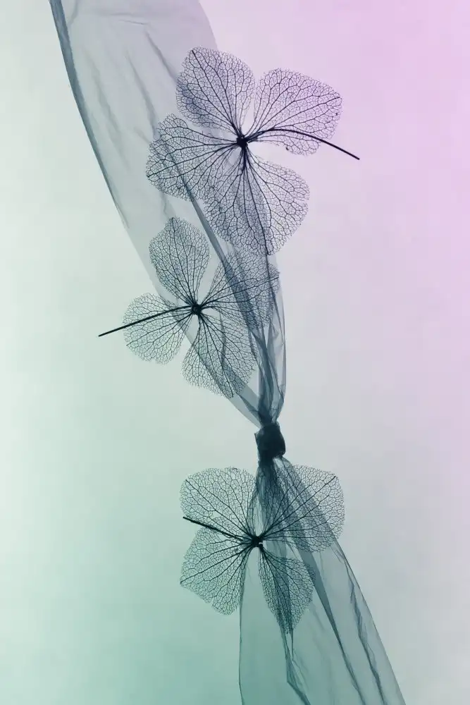 Kowatari, Shihya: 3 Flowers