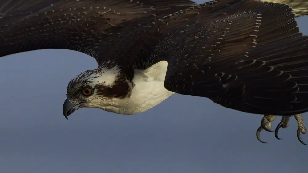 Chen, Johnny: Falco pescatore giù