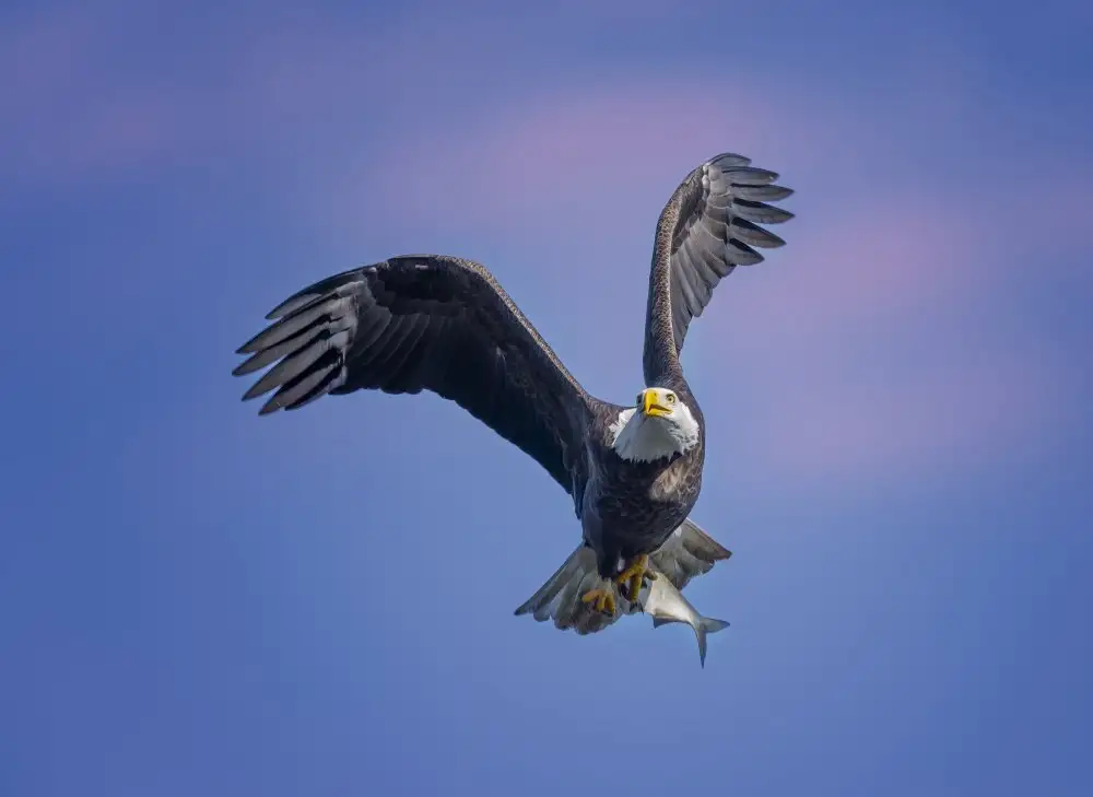 Zhang, Anna: Aquila calva