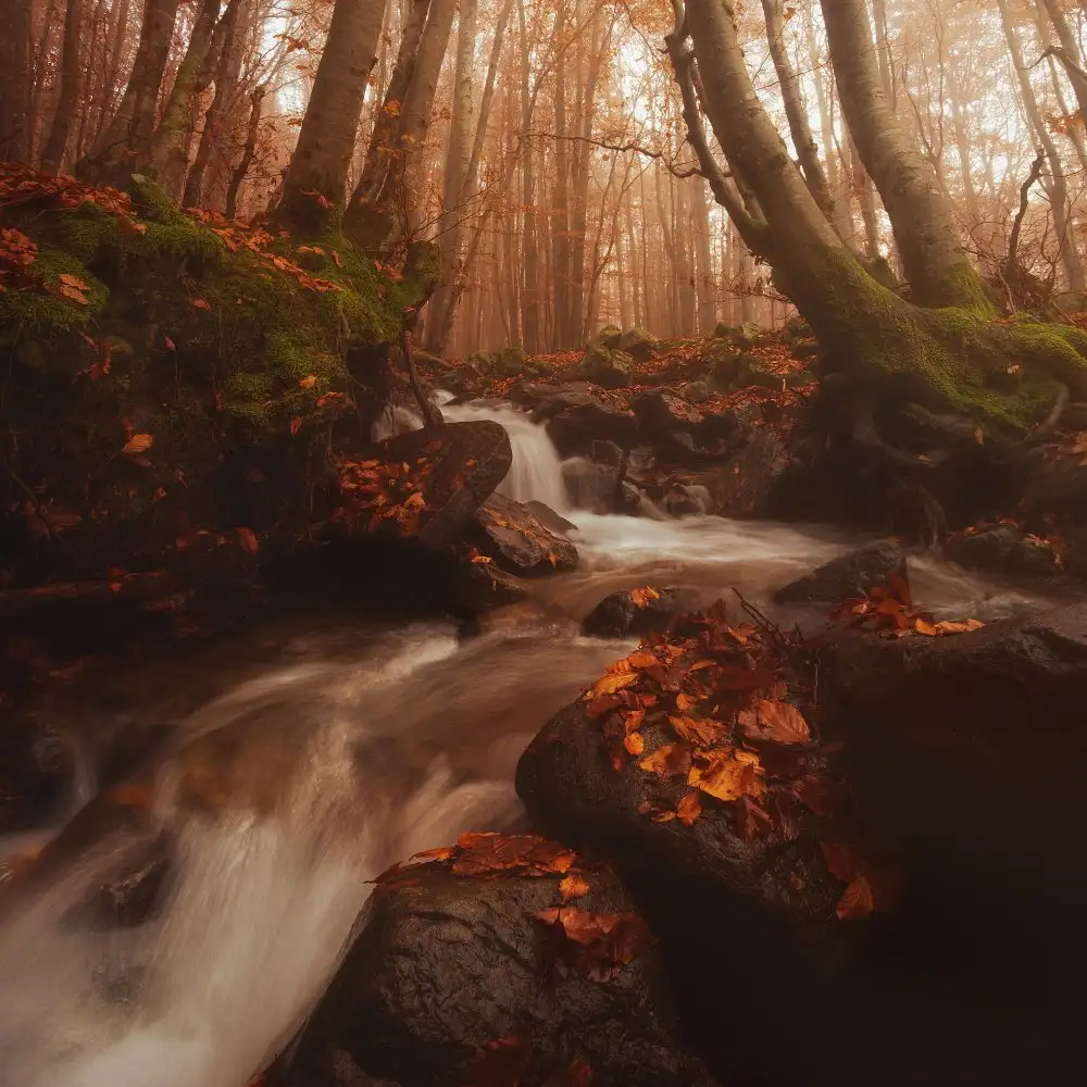 Lazzarotti, Paolo: FALLING WATER ON AUTUMN (Part 2)