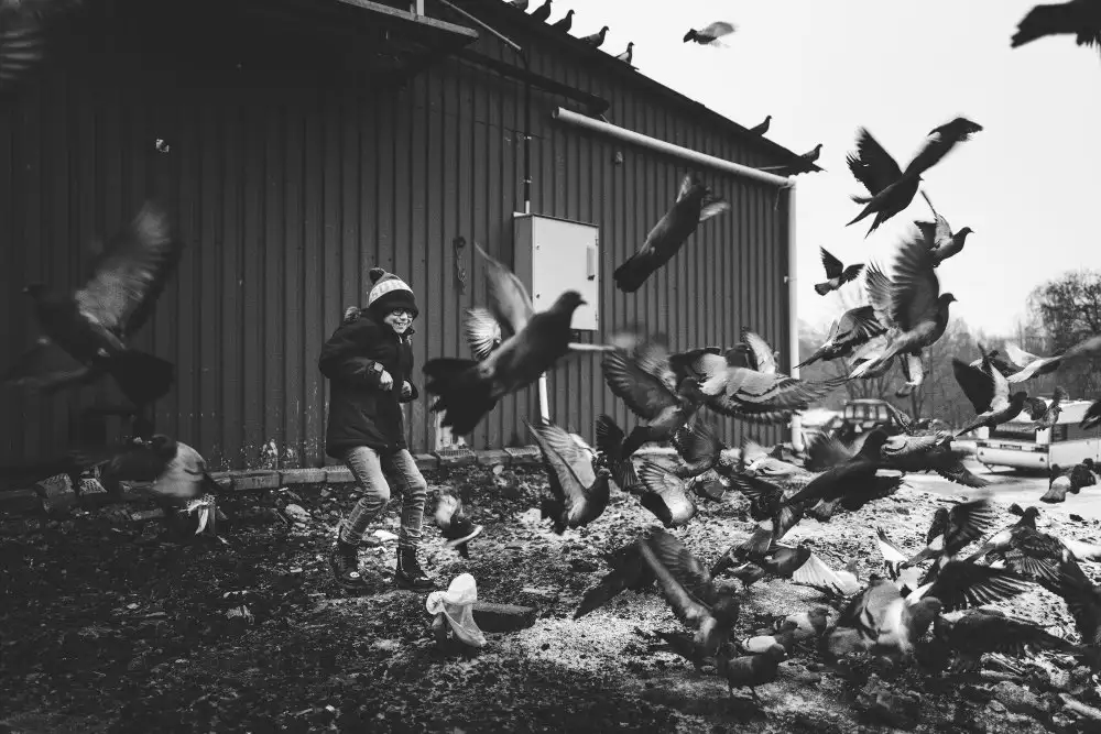 Ogazzi, Alex: The Boy & the Birds