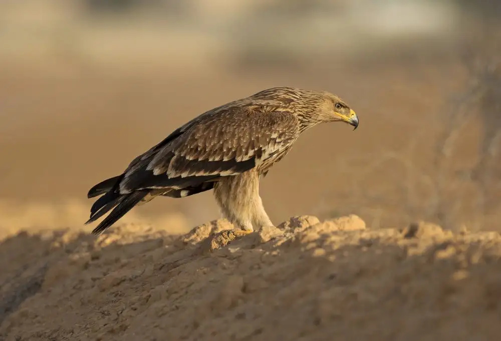 Waldmann, Shlomo: Aquila Imperiale