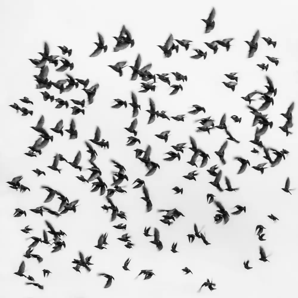 Markovic, Branko: Birds
