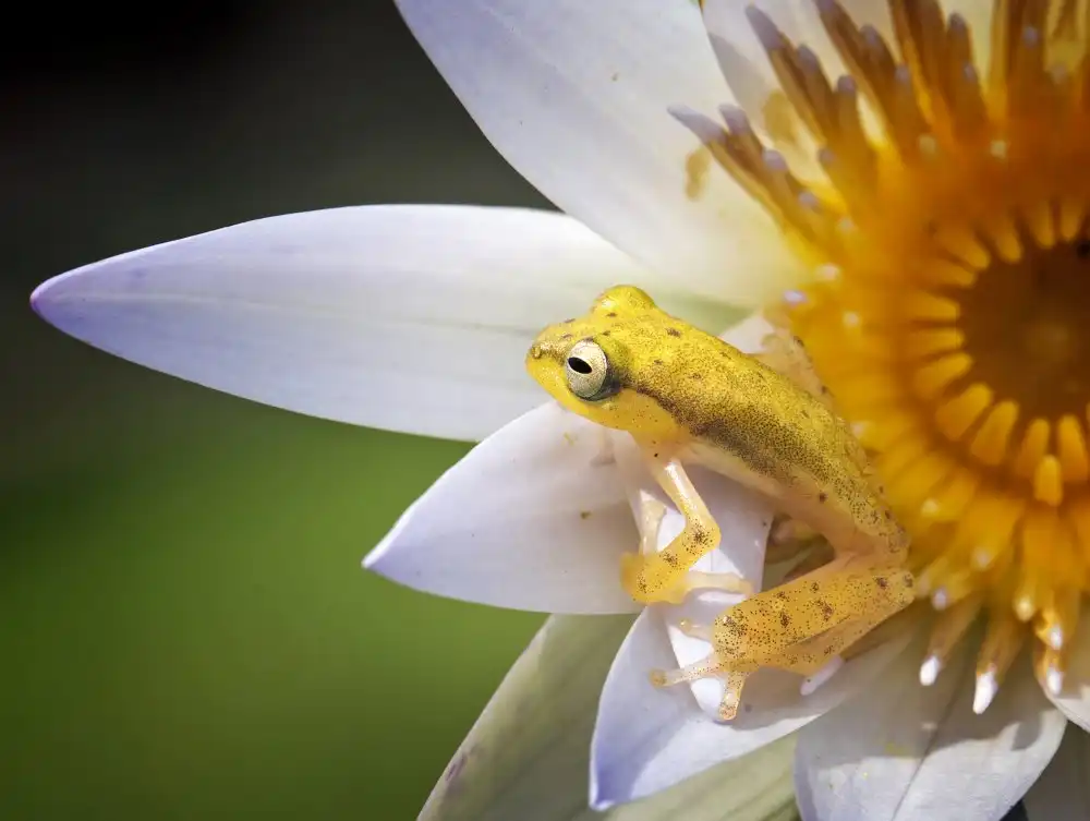 Hartojo, Muliani Angela: Yellow Frog