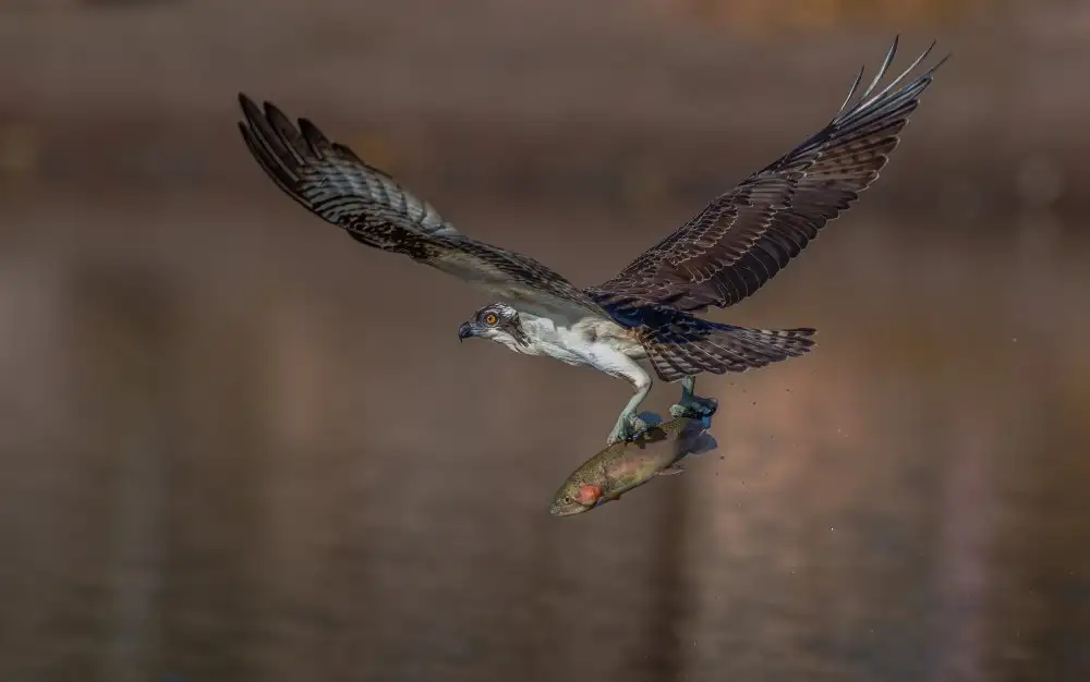 Huang, Johnson: Falco pescatore e pesce