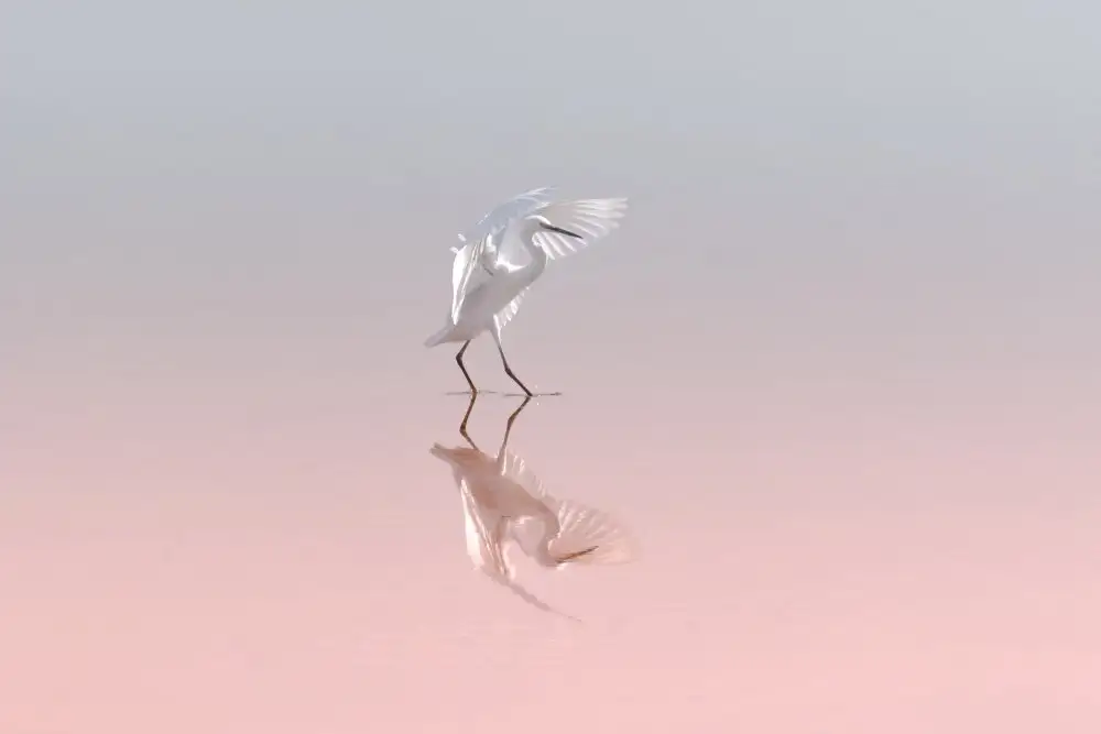 Rublina, Natalia: Little egret