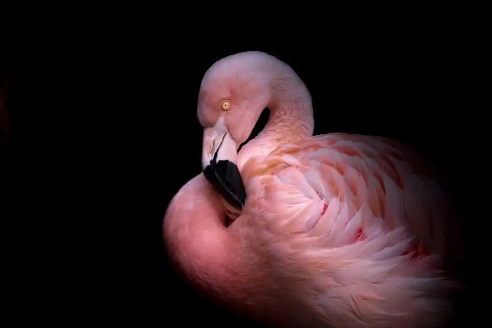 Rublina, Natalia: Flamingo in the Dark