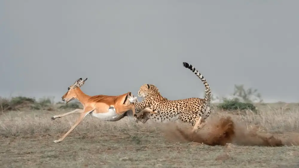 LI, MIN: Cheetah sta catturando un Thomson