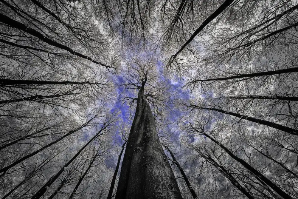 Pavlasek, Tom: Blue sky