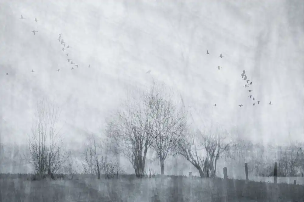 Bouhuijzen, Ina: Cranes on a grey morning