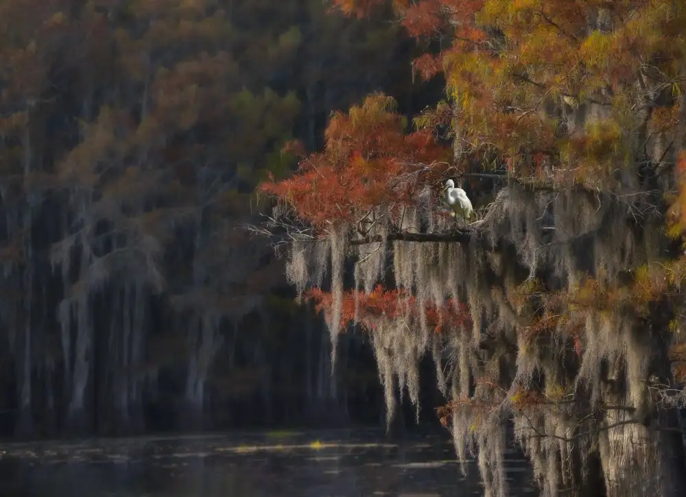 Liu, Jessie: Caddo Lake and Bird