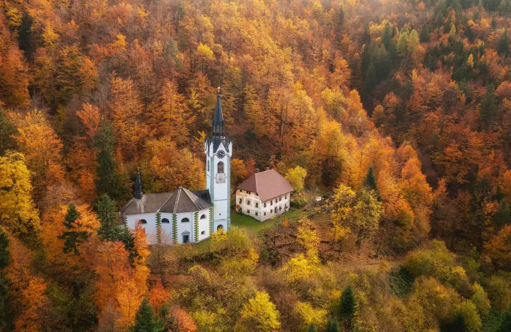 Krivec, Ales: Cathedral in the forest