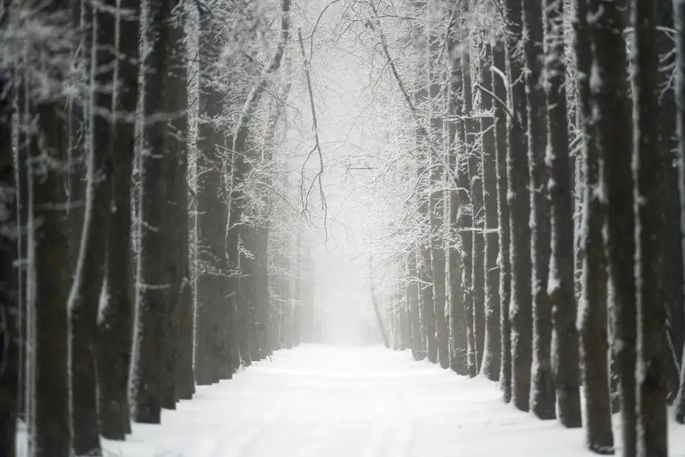 Doronin, Dmitry: Alley